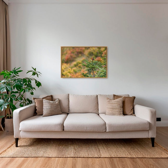 Rouge-gorge en peinture