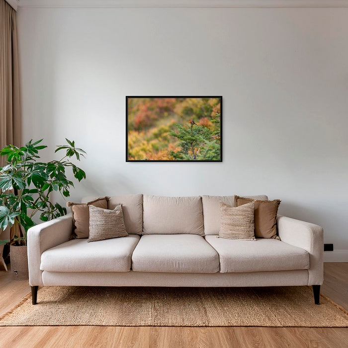 Rouge-gorge en peinture