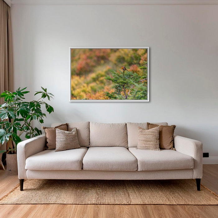 Rouge-gorge en peinture
