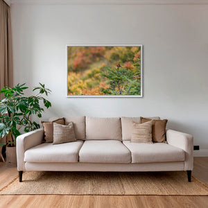 Rouge-gorge en peinture