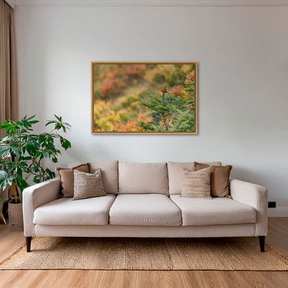 Rouge-gorge en peinture