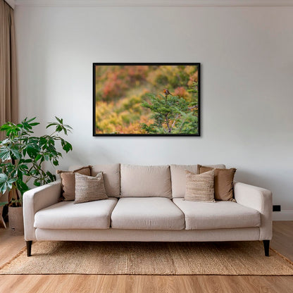 Rouge-gorge en peinture