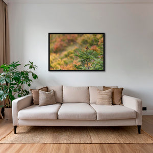 Rouge-gorge en peinture