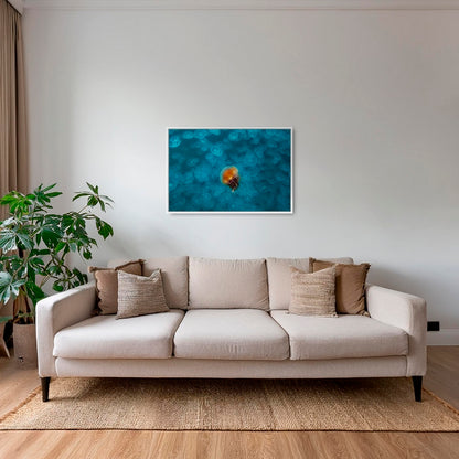 Contraste de méduses