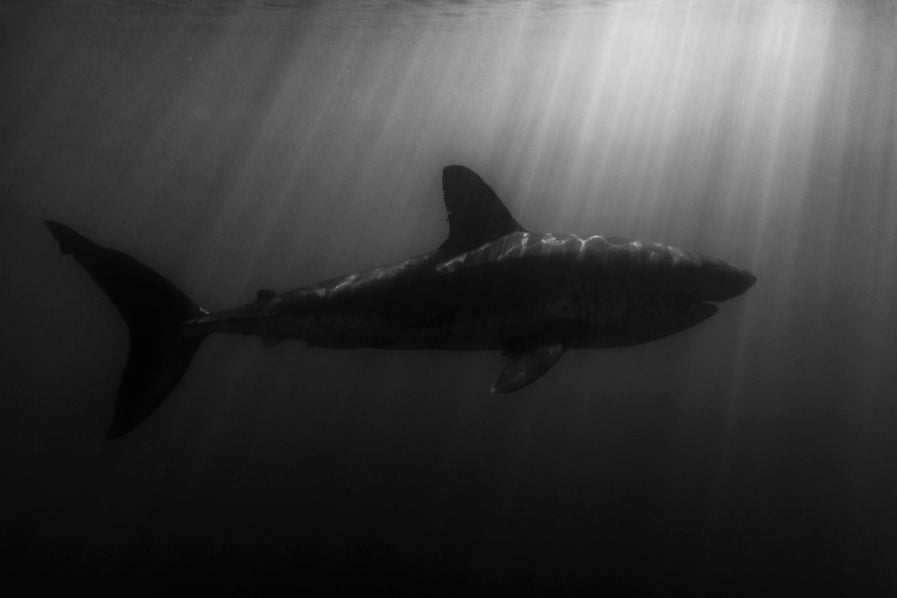 Silhouette d'un squale