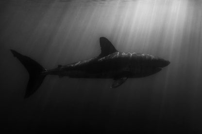 Silhouette d'un squale