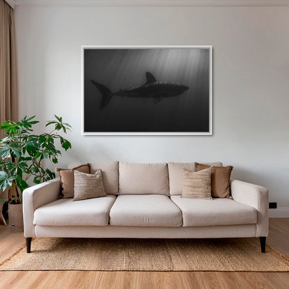 Silhouette d'un squale