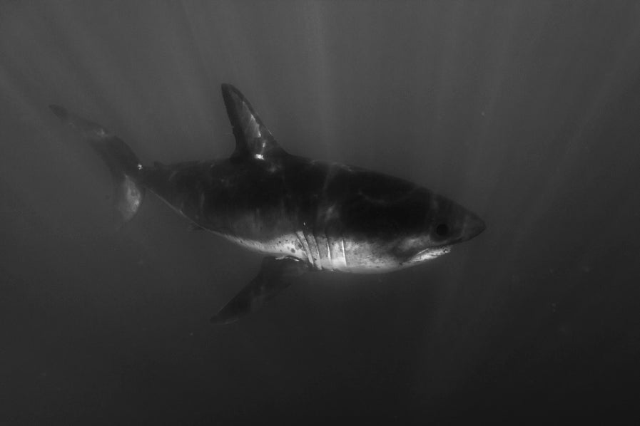 Requin curieux 2