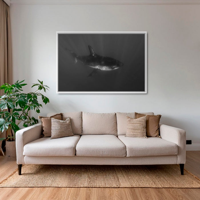 Requin curieux 2
