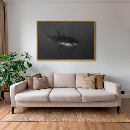 Requin curieux 2