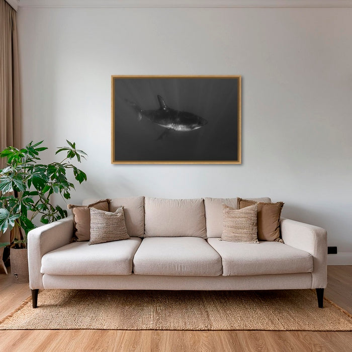 Requin curieux 2