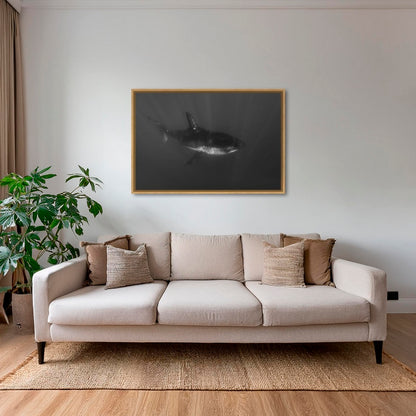 Requin curieux 2