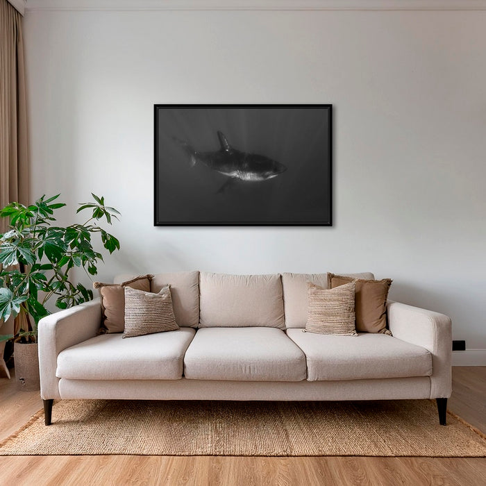 Requin curieux 2