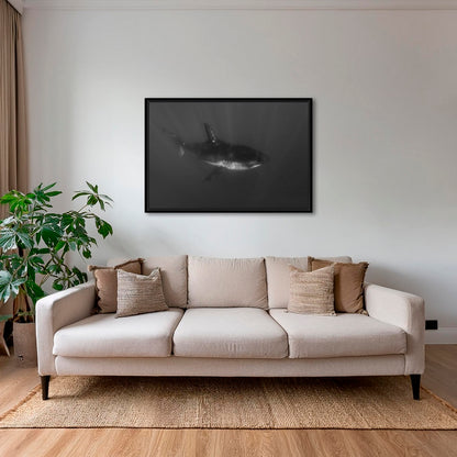 Requin curieux 2