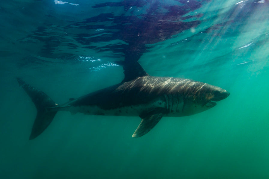 Requin saumon
