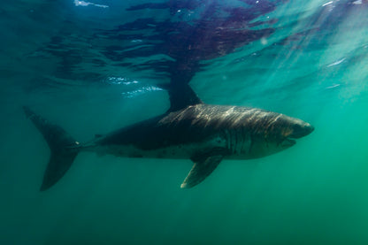Requin saumon