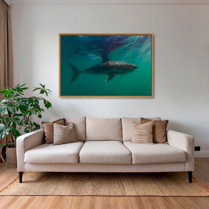 Requin saumon
