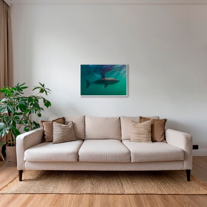 Requin saumon