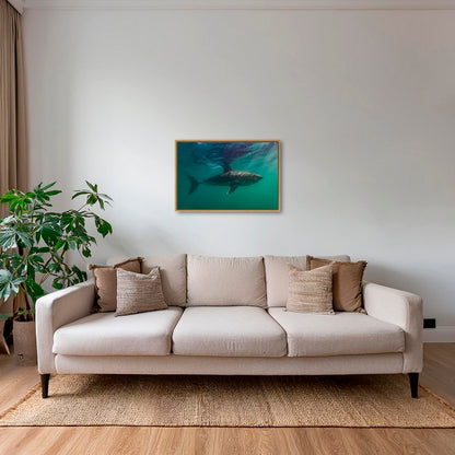 Requin saumon