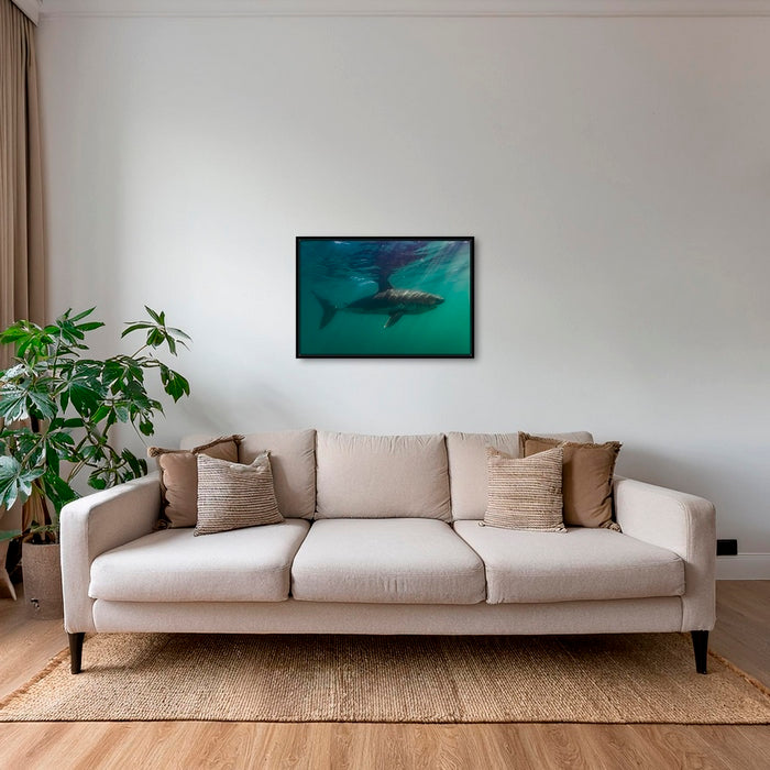 Requin saumon