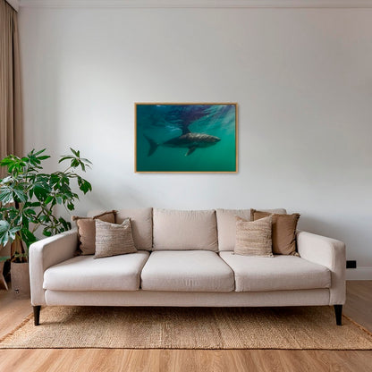 Requin saumon