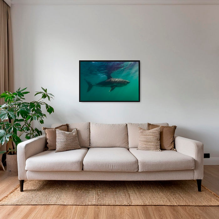 Requin saumon