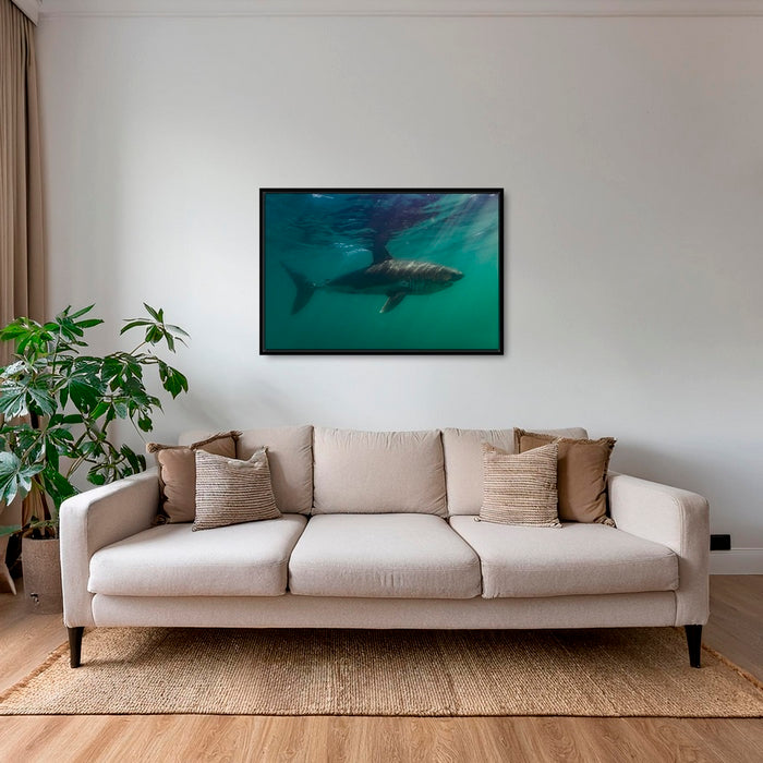 Requin saumon