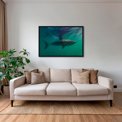 Requin saumon
