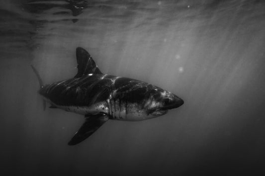 Requin saumon du pacifique 2