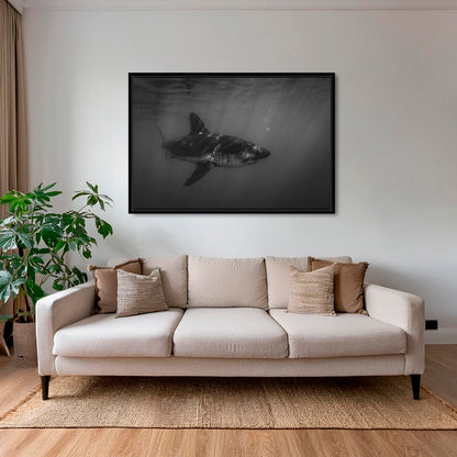 Requin saumon du pacifique 2