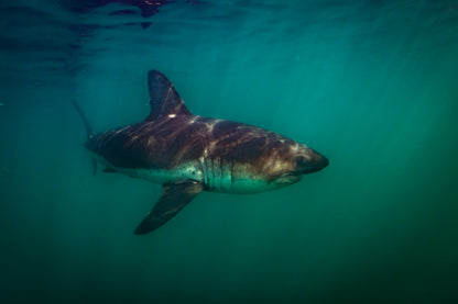 Requin saumon du pacifique