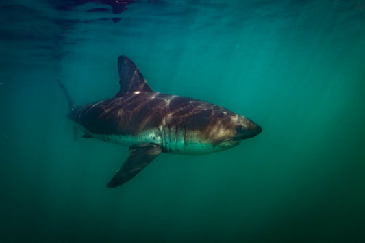 Requin saumon du pacifique