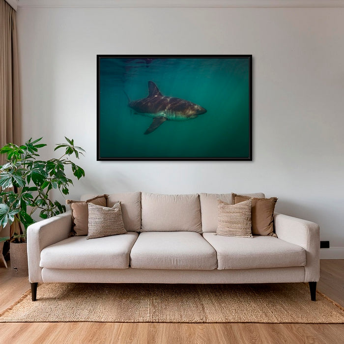Requin saumon du pacifique