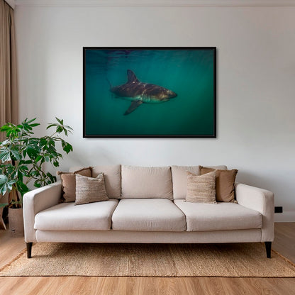Requin saumon du pacifique