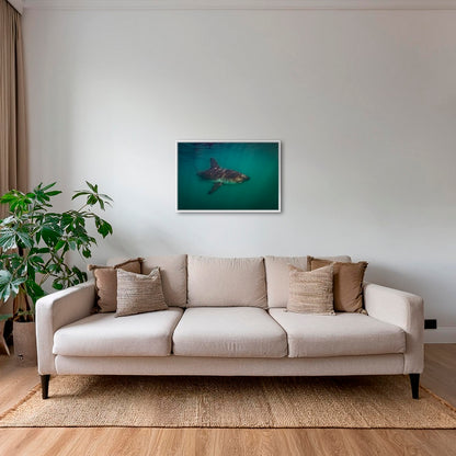 Requin saumon du pacifique