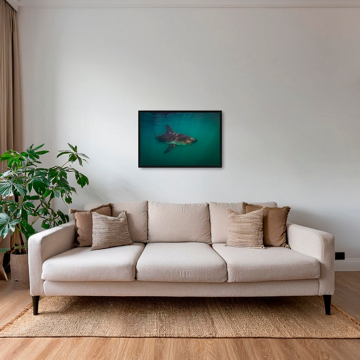 Requin saumon du pacifique