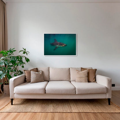 Requin saumon du pacifique