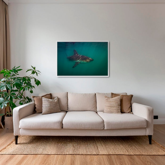 Requin saumon du pacifique