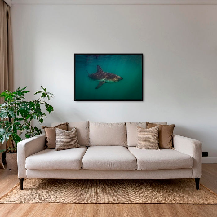 Requin saumon du pacifique