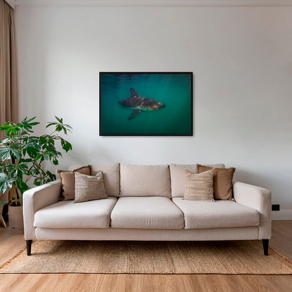 Requin saumon du pacifique