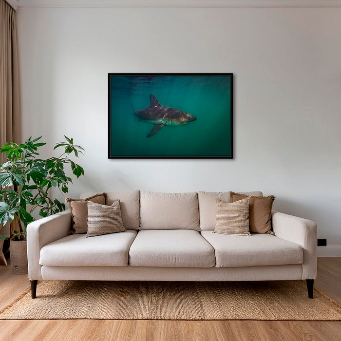 Requin saumon du pacifique