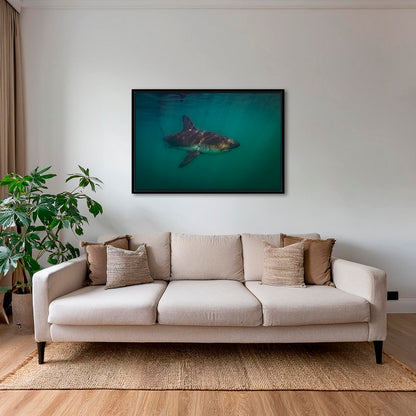 Requin saumon du pacifique