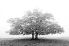 Charger l&#39;image dans la galerie, Les jumeaux 2
