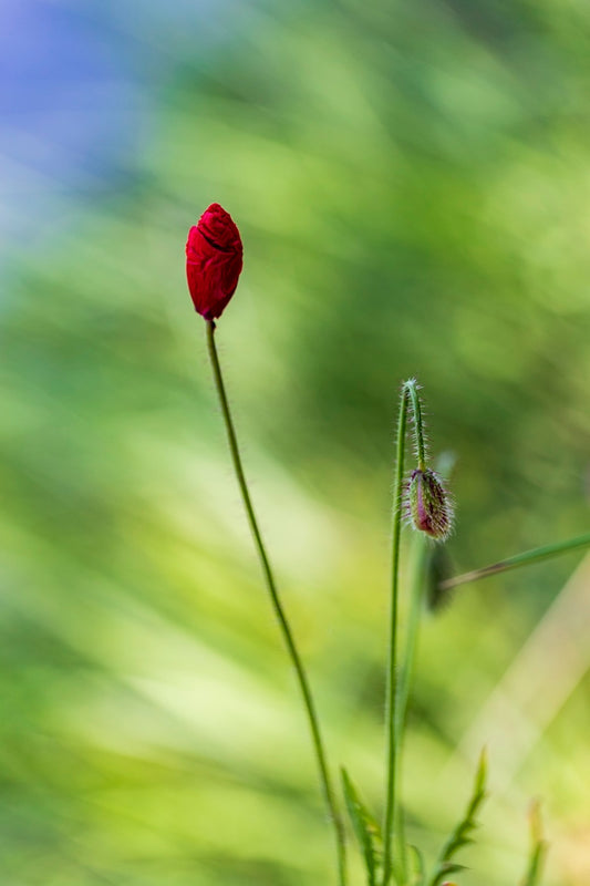 Naissance du coquelicot