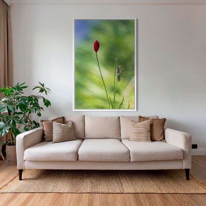 Naissance du coquelicot
