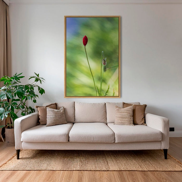 Naissance du coquelicot