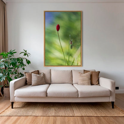 Naissance du coquelicot