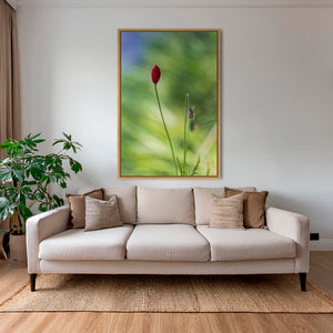 Naissance du coquelicot