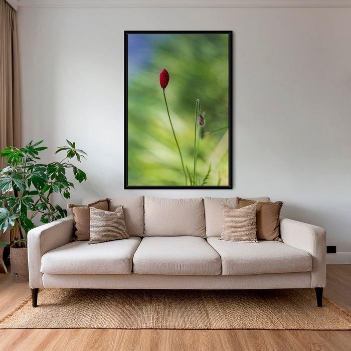 Naissance du coquelicot