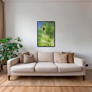 Naissance du coquelicot